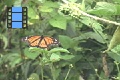 Scene 97_hssflight_Danaus plexippus megalippe taking off milkweed flower